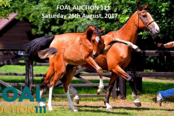 Reminder; schrijf u in voor de selectie dag van Foal Auction 111