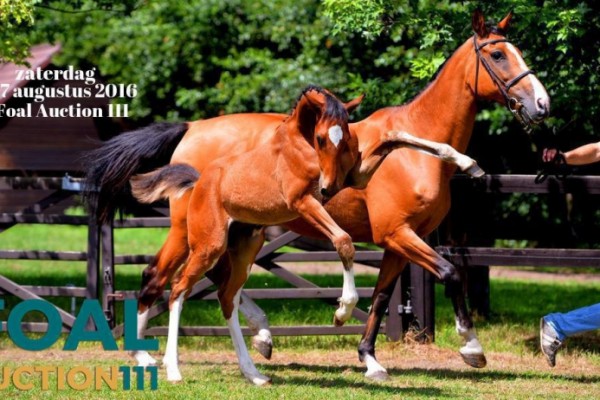 Catalogus Foal Auction 111 online.